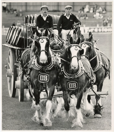 Image: Clydesdale team at A and P show