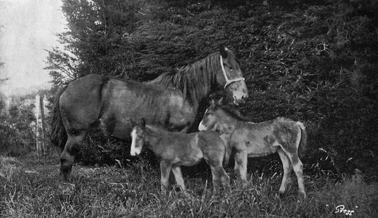 Image: A mare with twin foals