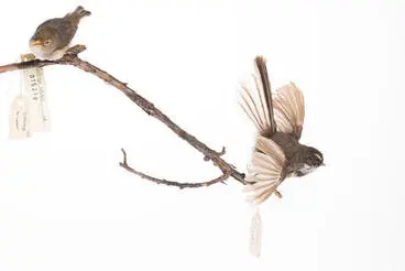 Rhipidura fuliginosa - New Zealand Fantail - Pied Fantail; Piwakawaka Image: Rhipidura fuliginosa - New Zealand Fantail - Pied Fantail; Piwakawaka