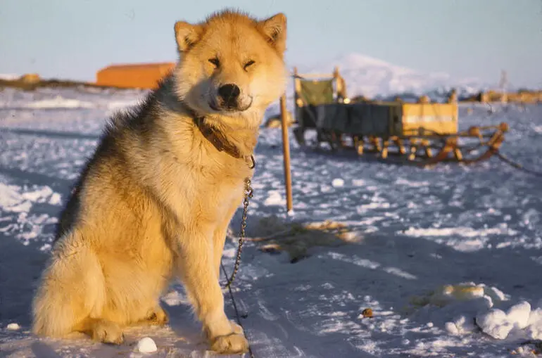 Image: Slide: Husky at Scott Base