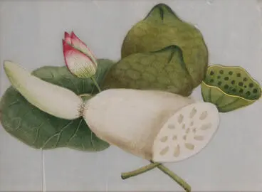 Sliced vegetable with pink tipped flower Image: Sliced vegetable with pink tipped flower