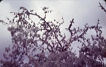 Slide: Bats in tree Image: Slide: Bats in tree