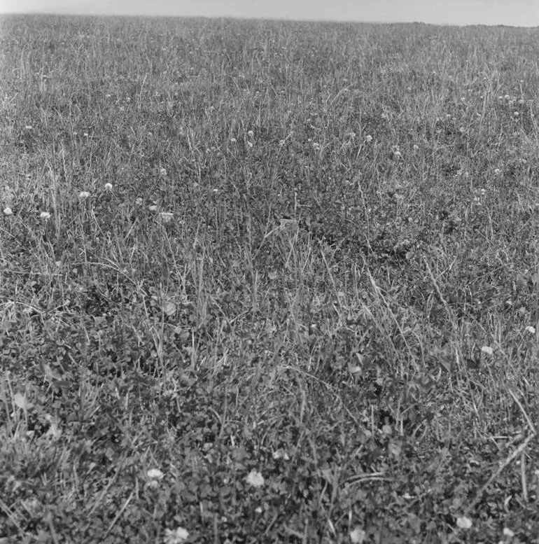 Image: Marginal land development in Northland, Nov 1959