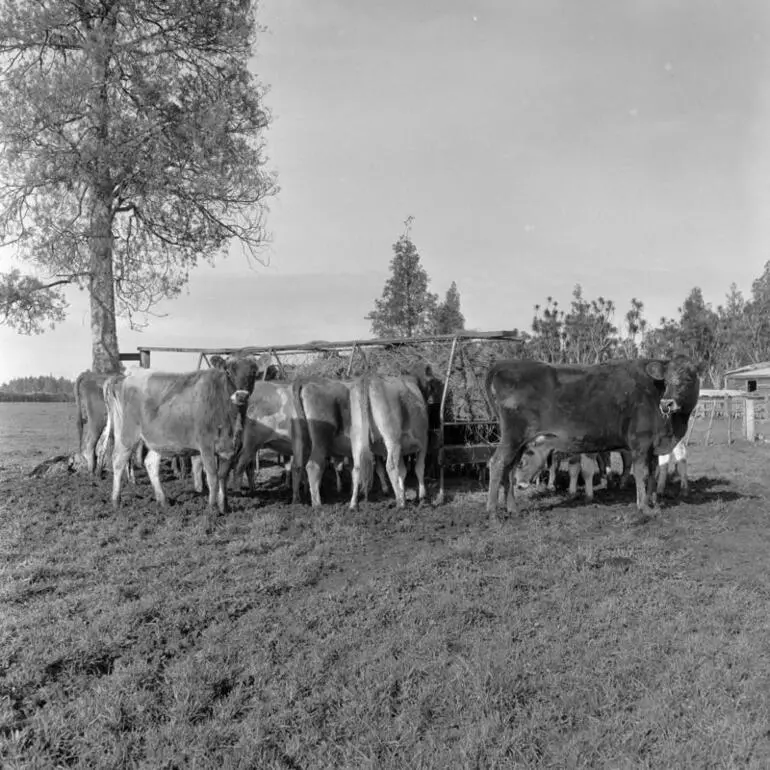 Image: Wintering cows, Hauraki Plains, June 1962
