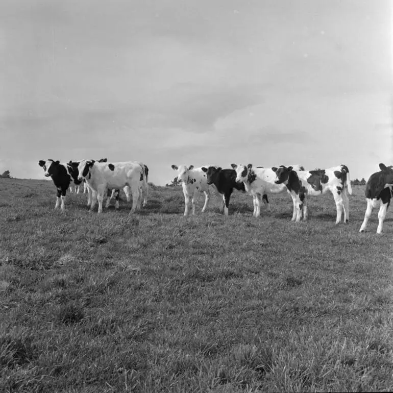 Image: Hauraki plains farms, Sept 1963