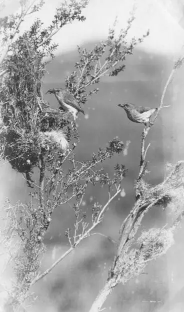 Image: Grey warblers