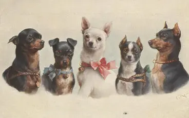 Image: Postcard, favourite dogs - toy terriers