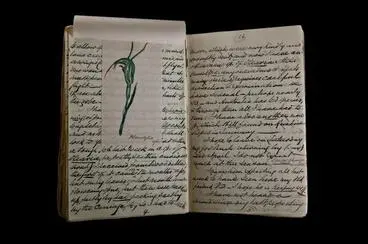 Image: Booklet, Letters and Dried Botanical Specimens, William Colenso