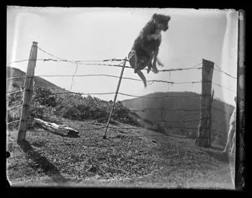 Image: Dog jumping wire fence