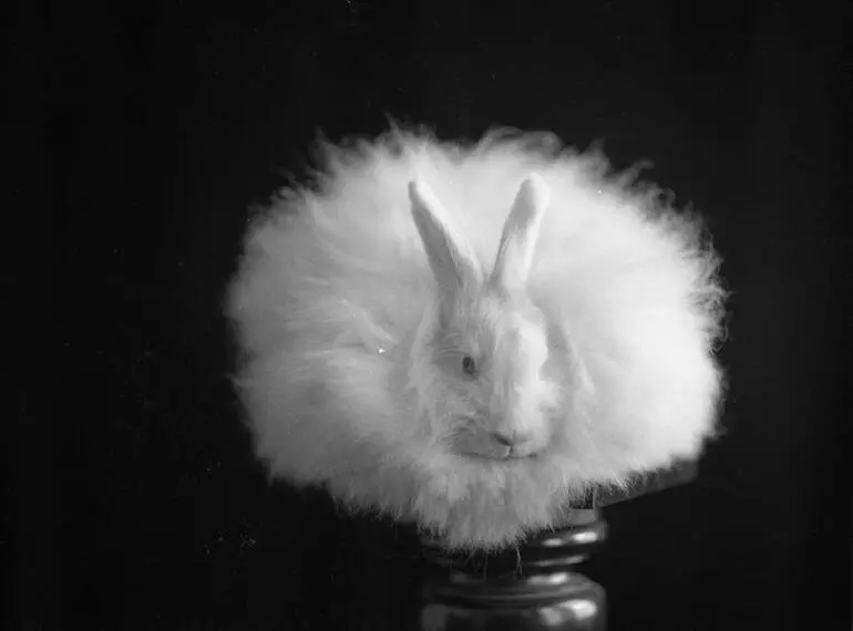 Image: Beale, Rabbit