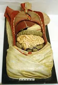 Model, Anatomical Image: Model, Anatomical
