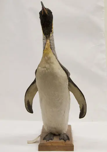 Image: Penguin, King