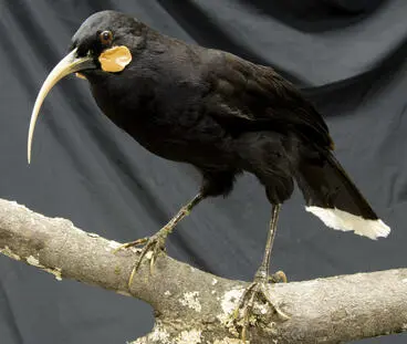 Huia Image: Huia