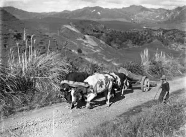 Bullock team hauling a rata log to the 'Wilkinson's Castle' construction site Image: Bullock team hauling a rata log to the 'Wilkinson's Castle' construction site
