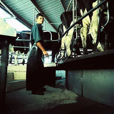 "Lucas milking Norfolk Rd" Image: "Lucas milking Norfolk Rd"