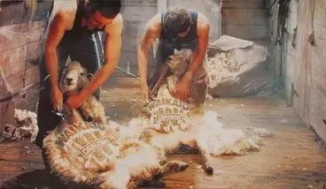 Waikato Draught poster – shearing sheep Image: Waikato Draught poster – shearing sheep