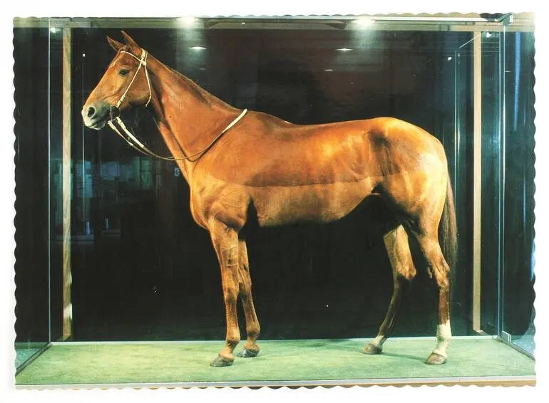 Image: Postcard - Nu-Colour-Vue, Phar Lap on Display at Museum Victoria, 1986