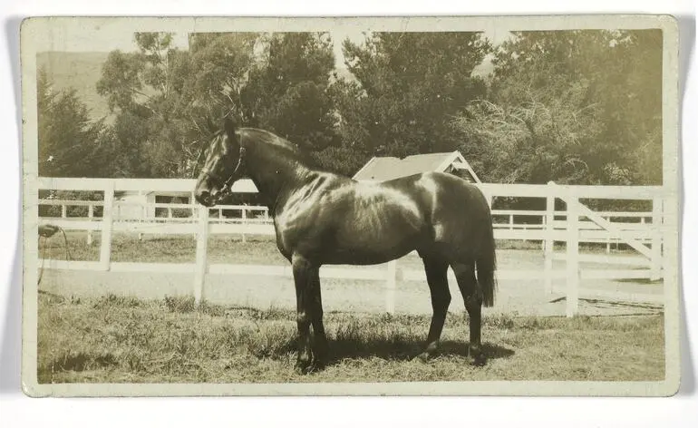 Image: Negative - Race Horse Night Raid, Sire of Phar Lap Sire, Timaru, New Zealand, 1932