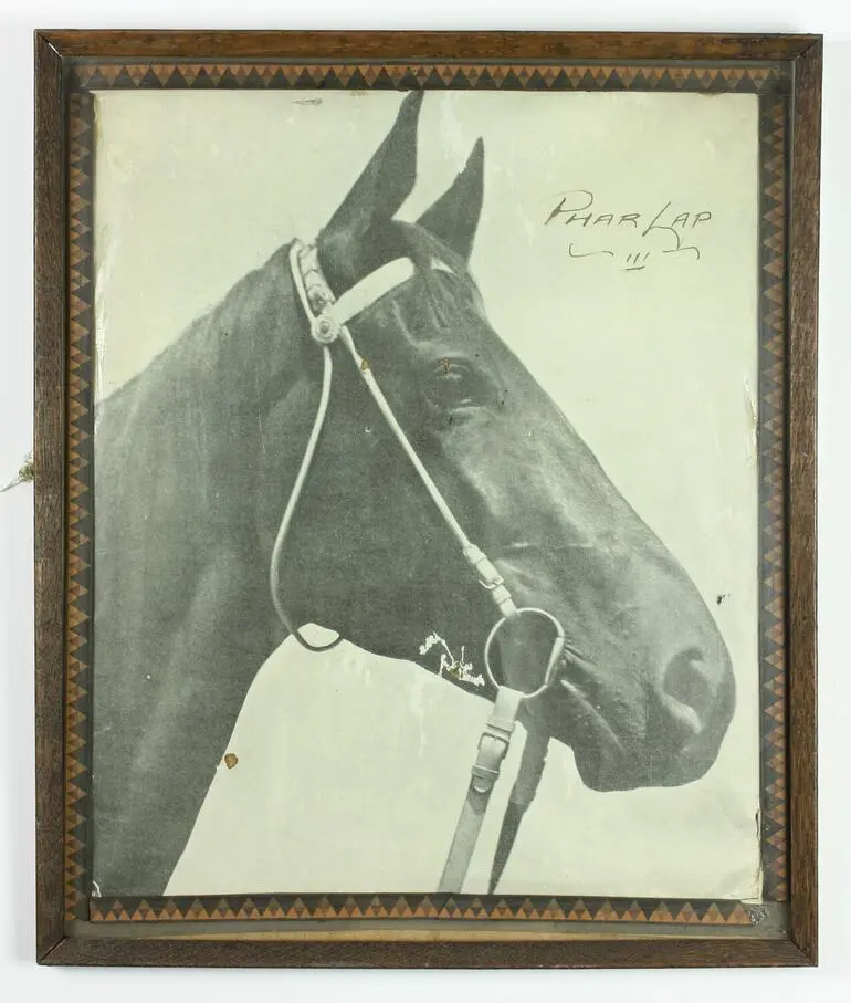 Image: Photograph - Phar Lap Headshot, Framed, 1930s