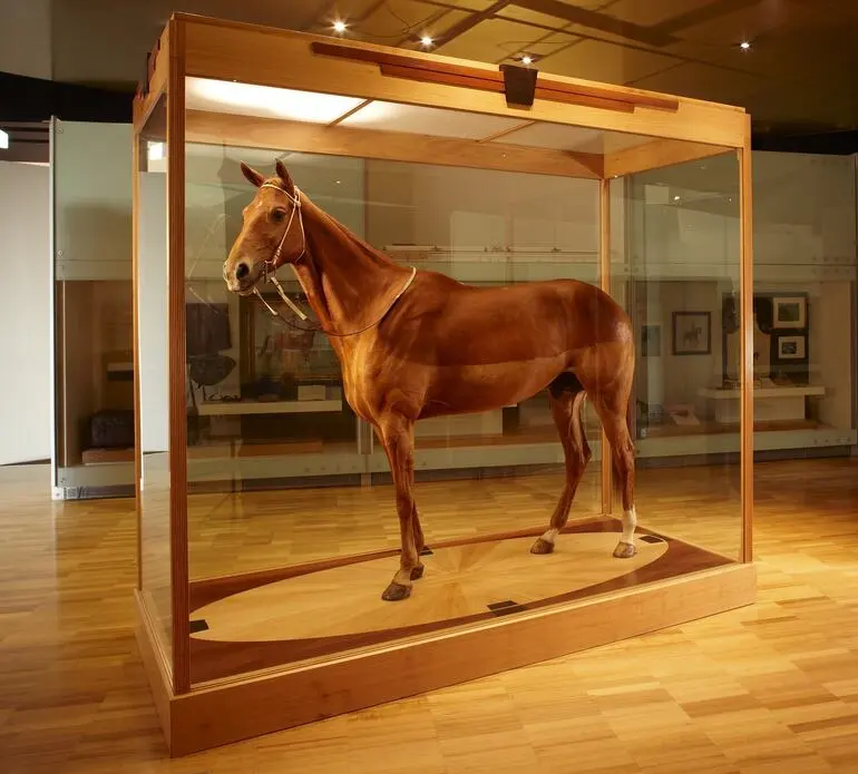 Image: Horse, Equus caballus