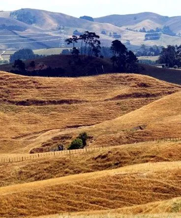 Image: Drought in the Waikato