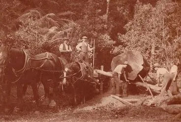 Image: White Pine Milling, Levin district, c.1904