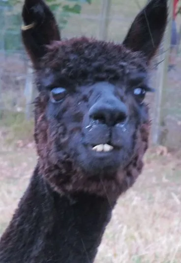 Image: Garden 2 black alpaca face