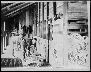 Image: Shearers at work, Matsubara, Bunnythorpe