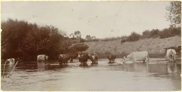 Image: Cows, Oroua River