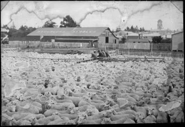 Image: Sheep at Feilding Saleyards