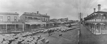 Sheep being driven along Victoria Street Image: Sheep being driven along Victoria Street