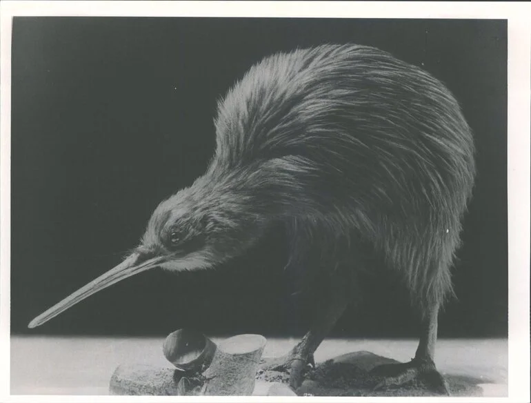Image: Kiwi