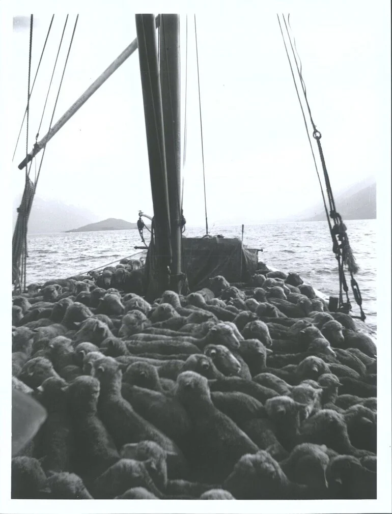 Image: Sheep aboard P.S. Antrim, Lake Wakatipu