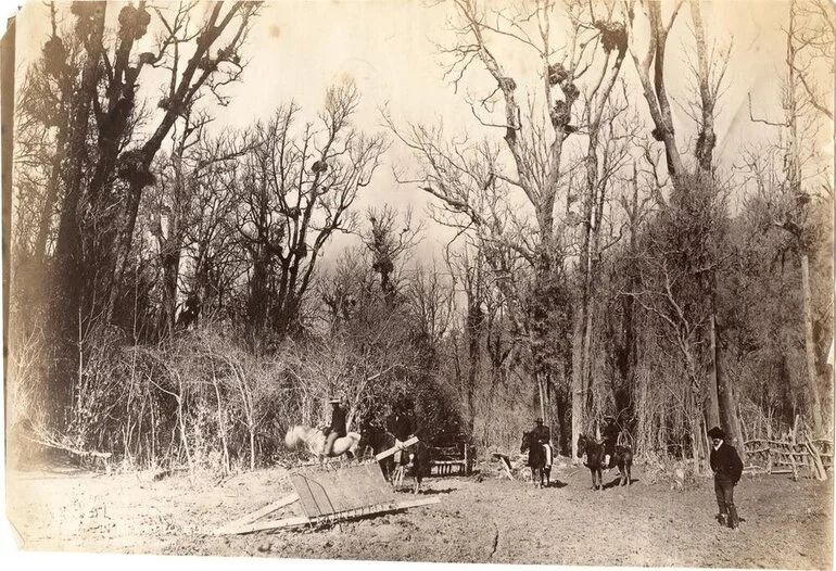 Image: Tikitapu Bush