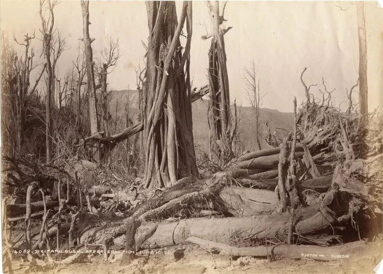 Image: Tikitapu Bush after Eruption June 10 1886