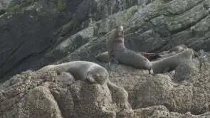 Image: How did fur seals get their name?