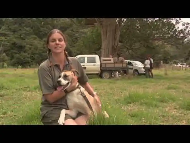 Image: Meet the Locals: Kiwi avoidance training