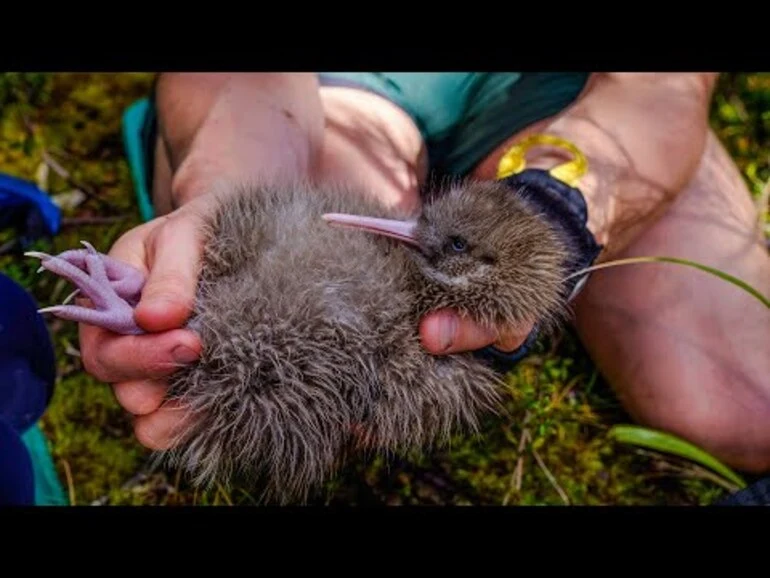 Image: Save Our Iconic Kiwi