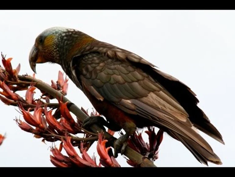 Image: Record breeding season for Waitutu kākā