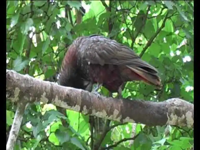 Image: Kaka preening ( Nestor meridionalis)