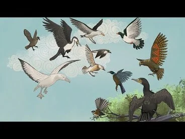Image: He Paki Taonga i a Māui: Ko te Pakanga a ngā Manu | Battle of the Birds