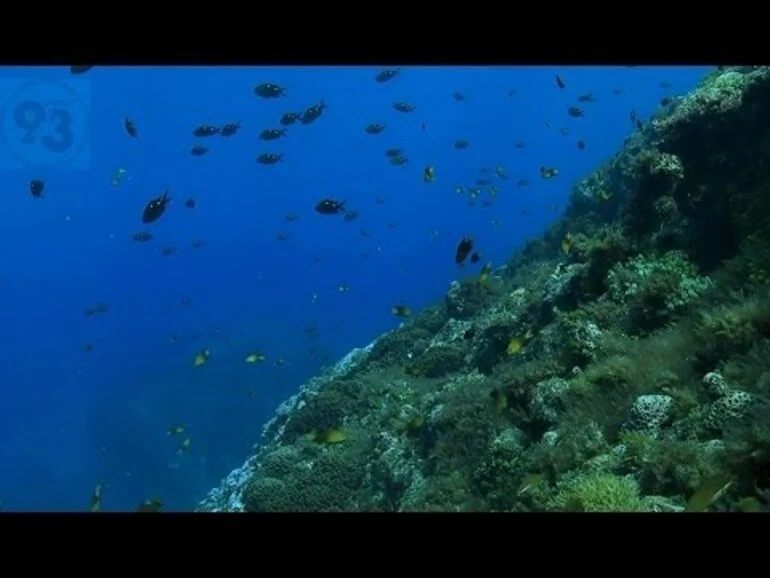 Image: Raoul: a diver's view