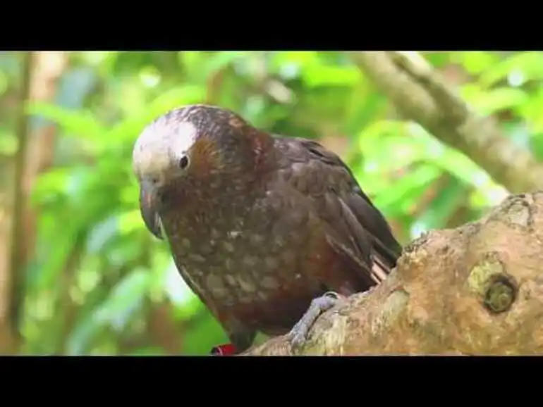 Image: Dr Jan Wright on NZ's bird heritage and how to protect it