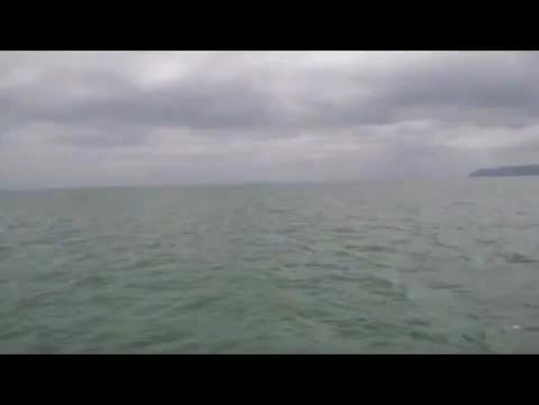 Image: Maui's Dolphins Survey