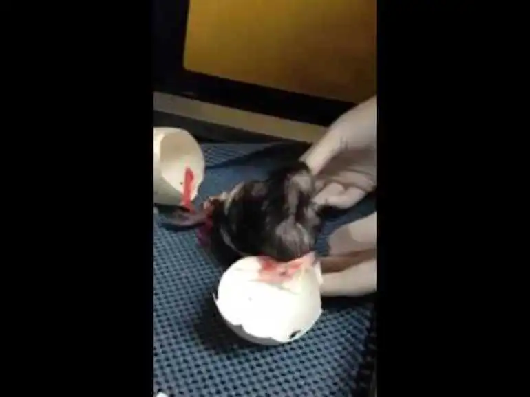 Image: The new Kiwi chick born at Rainbow Springs