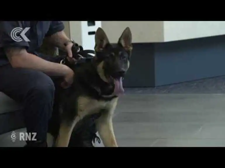 Image: Police pups, foster parents' Christmas party