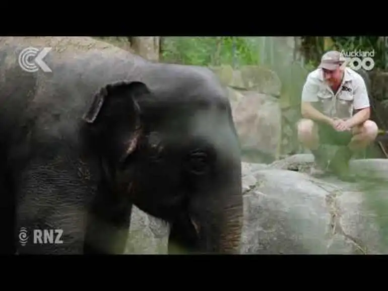 Image: Auckland Zoo's elephants to leave in search of herd