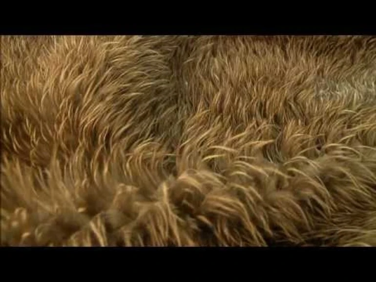 Image: Feather signatures - Tales from Te Papa episode 17