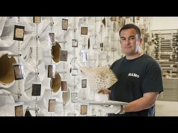 Puffer Fish Helmet - Tales from Te Papa episode 8 Image: Puffer Fish Helmet - Tales from Te Papa episode 8