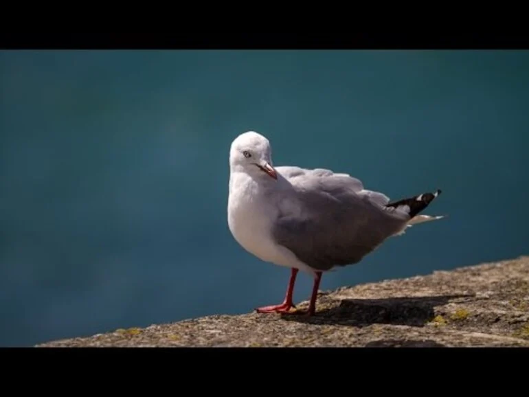 Image: Red-billed gull dance